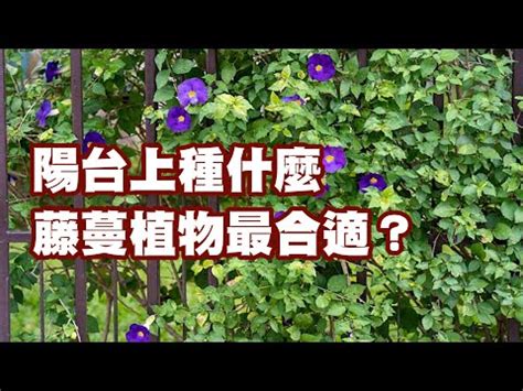 陽台爬藤植物|你不可不知的爬藤植物推薦：美化環境的綠色魔法師